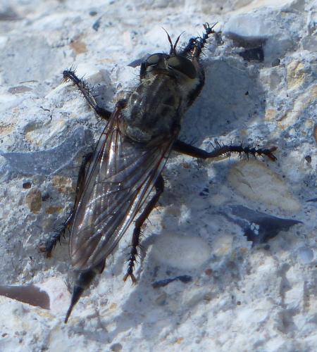 Réf. 212 266 : Machimus cyanopus